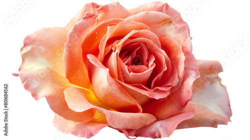 Beautiful rose flower