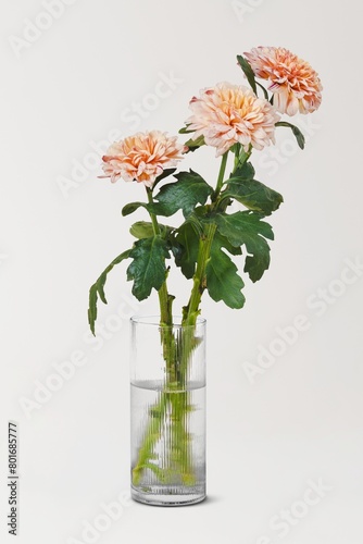 Light pink chrysanthemums in transparent vase  home decor