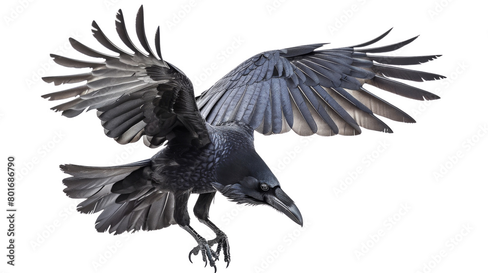 Fototapeta premium Raven