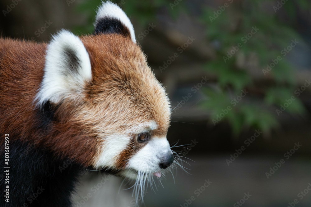 Naklejka premium Close up Red Panda, Lesser Panda