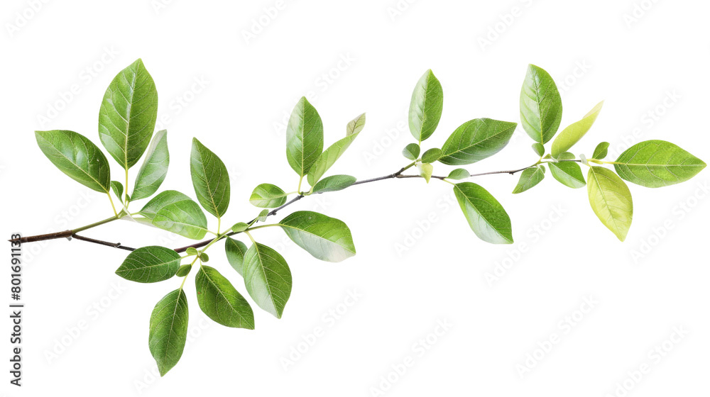 Naklejka premium Plant on a white background