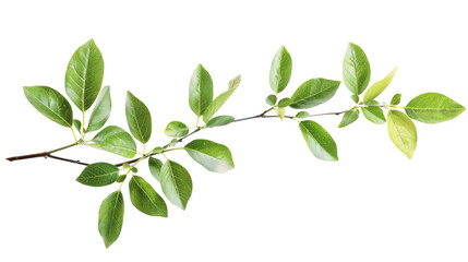 Plant on a white background
