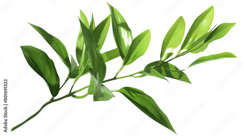 Obraz premium Plant on a white background