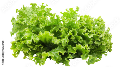 Head of lettuce