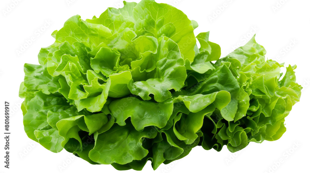 Head of lettuce Head of lettuce