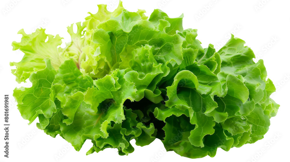 Head of lettuce Head of lettuce
