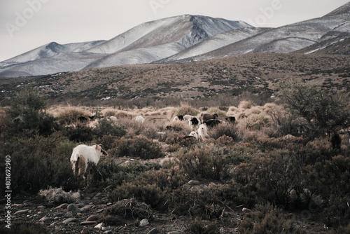 Mountain goats in snowy weather.