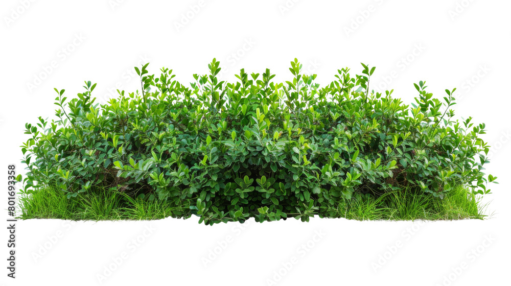 Obraz premium Green bush