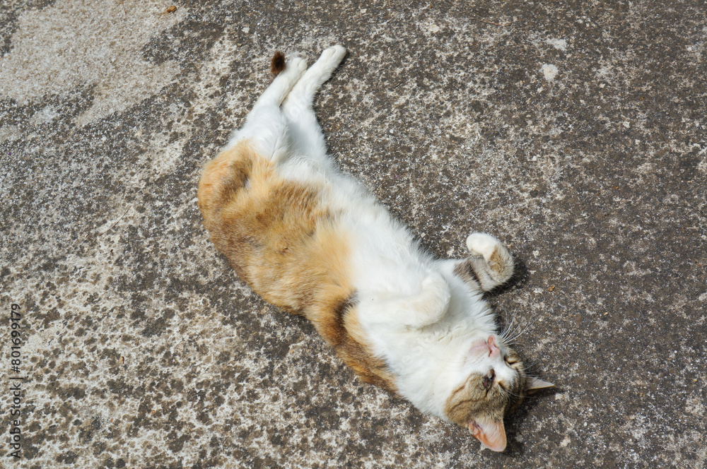 地面で気持ちよさそうにしながら寝ている猫の様子 地面で気持ちよさそうにしながら寝ている猫の様子