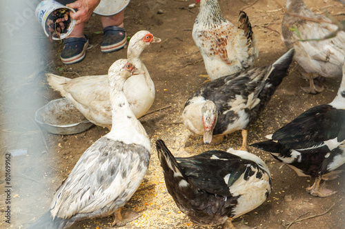 家庭で飼育されている鶏の群れにエサをやる様子 photo