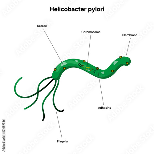 Helicobacter pylori anatomy