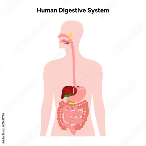 Human Digestive System anatomy