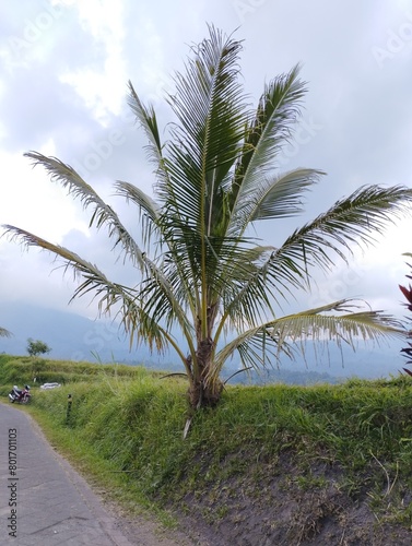 Bali Island   coconut trees on the village