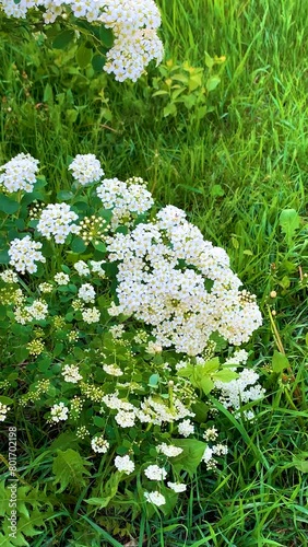 Spiraea Vangutta is a deciduous ornamental shrub. 
A vertical video about nature, flowers and plants is perfect as a background and screensaver for many videos.