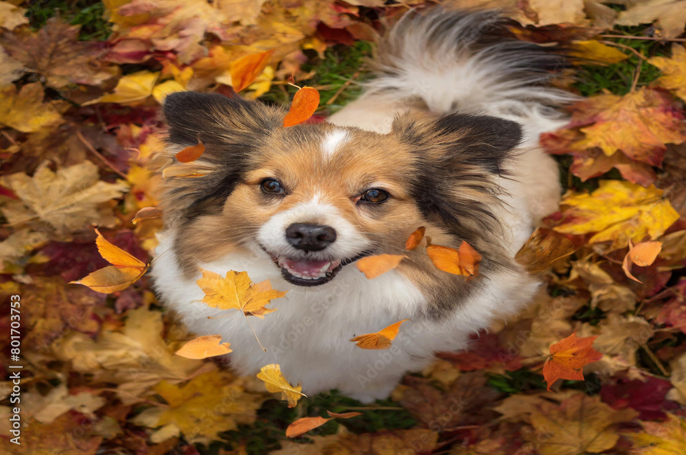 dog in autumn leaves