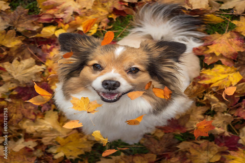 dog in autumn leaves