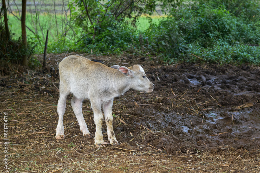 Obraz premium A buffalo calf is playing, a small white buffalo