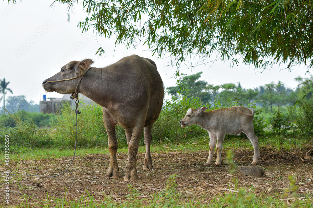 Mother buffalo and baby buffalo are eating grass in the field, mother buffalo and baby buffalo are playing Mother buffalo and baby buffalo are eating grass in the field, mother buffalo and baby buffalo are playing