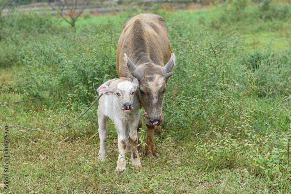 Mother buffalo and baby buffalo are eating grass in the field, mother buffalo and baby buffalo are playing Mother buffalo and baby buffalo are eating grass in the field, mother buffalo and baby buffalo are playing