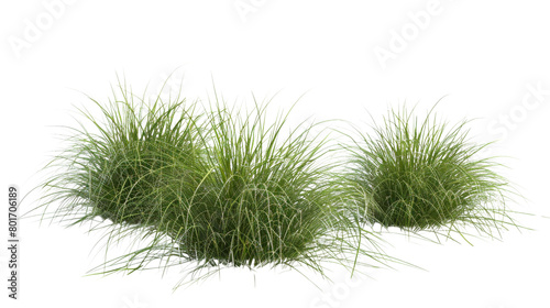 Bunches of grass
