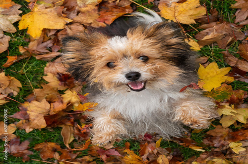 dog in autumn leaves