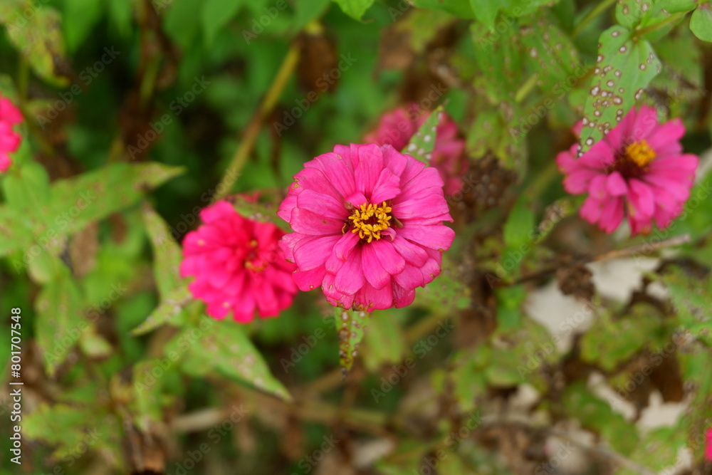 photography of zinnia peruviana flower plants in the garden in the morning photography of zinnia peruviana flower plants in the garden in the morning