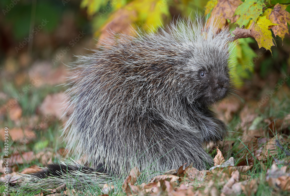Fototapeta premium North American Porcupine