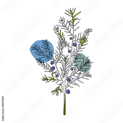 Juniper Flower One Line Drawing. concept continuous line draw design vector illustration