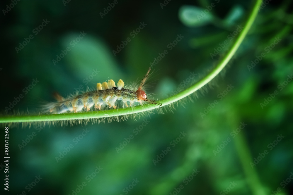 Caterpillar Brown Tussock Moth Caterpillar Brown Tussock Moth