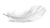 white feather transparent background