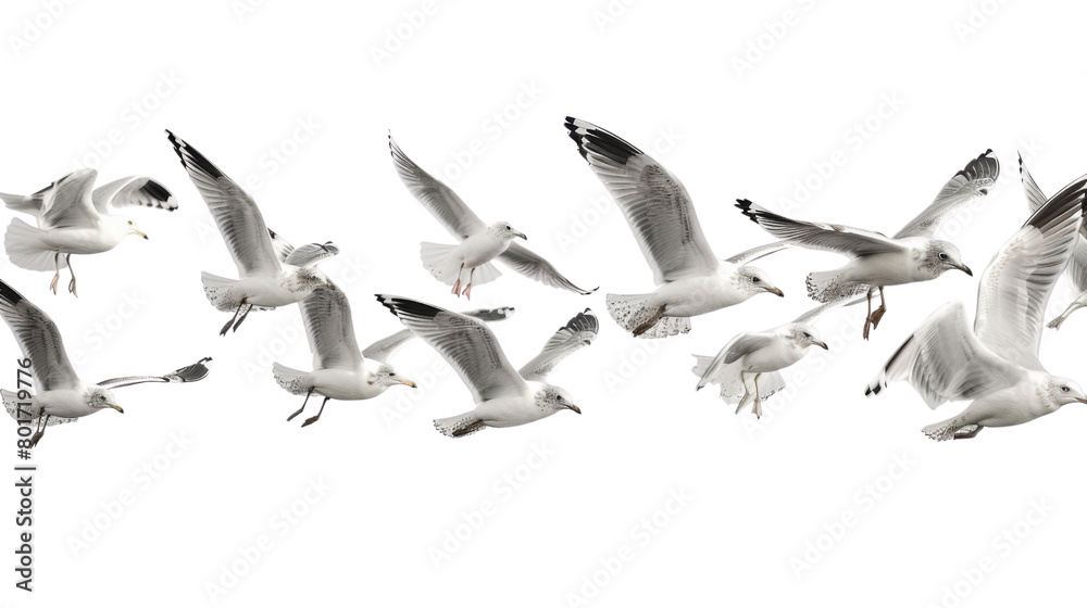 Obraz premium Flock of seagull bird