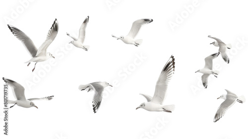 Flock of seagull bird photo