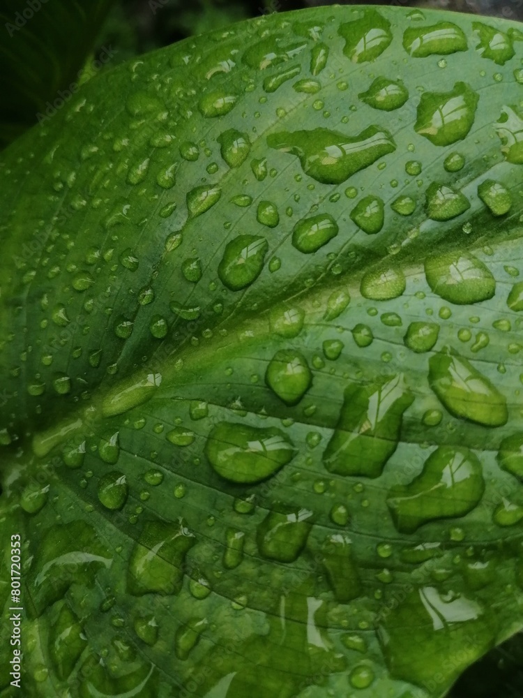 水玉 水玉