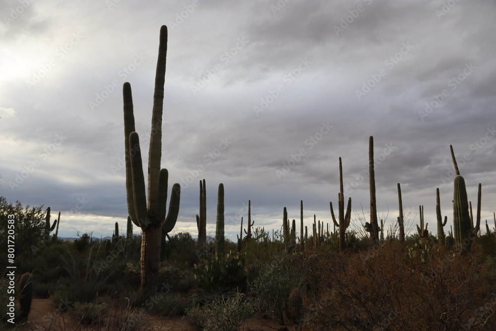 Saguaro National Park #2