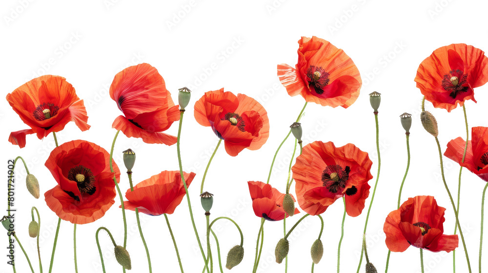 Red poppy flowers Red poppy flowers