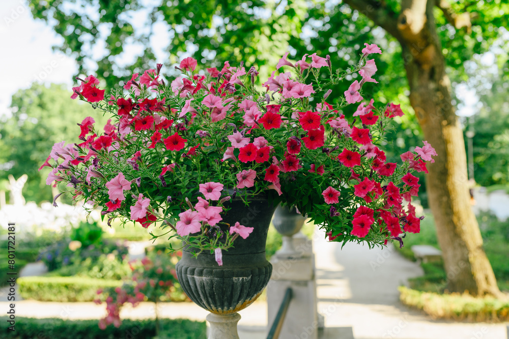 Flower pots bursts with a profusion of colorful garden petunia flowers, creating a vibrant display Flower pots bursts with a profusion of colorful garden petunia flowers, creating a vibrant display
