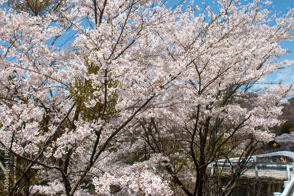 日本の春の花 日本の春の花