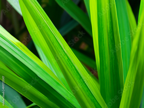 close up shot of fresh green pandan leaves