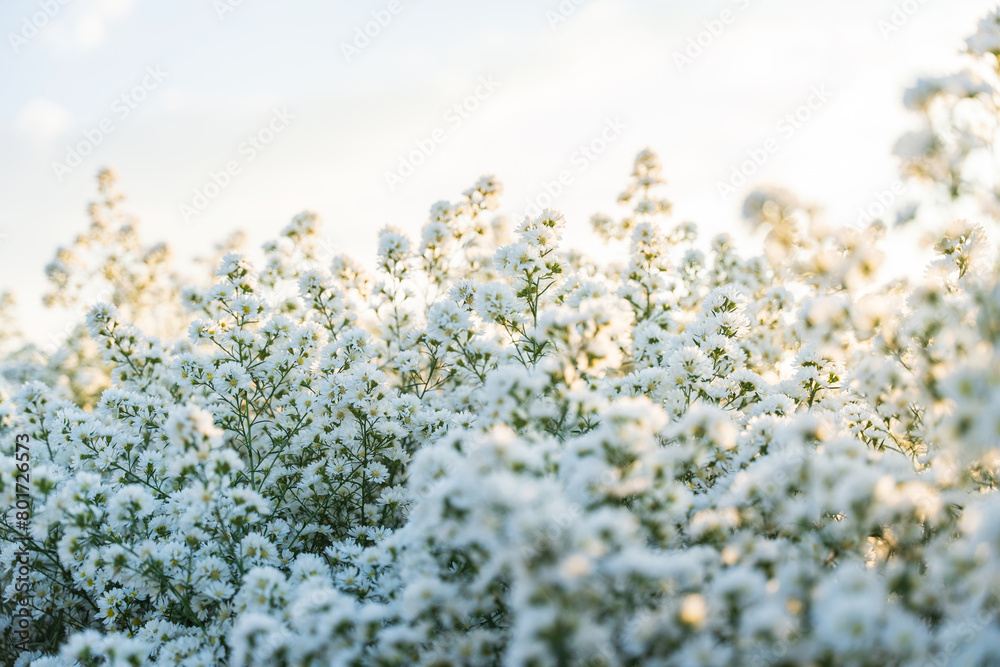 White cutter flower field in garden with blurry background and soft sunlight. Close up of flowers blooming for floral poster