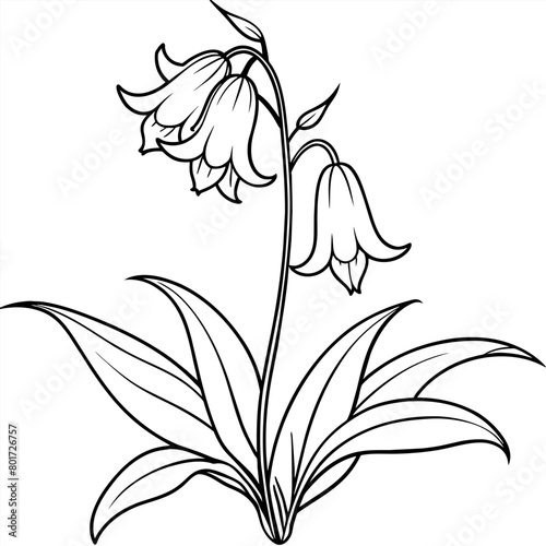 Bluebell flower plant outline illustration coloring book page design, Bluebell flower plant black and white line art drawing coloring book pages for children and adults
