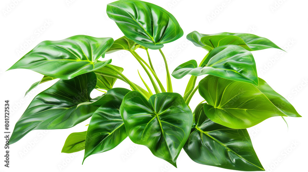 Obraz premium Philodendron plant