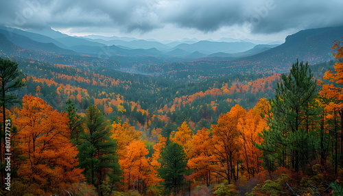 Panorama of autumn spruce forest. Misty hills, spruce trees and colorful deciduous trees. Yellow and green trees in autumn forest