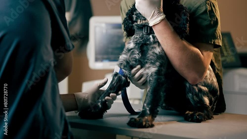 in a veterinary clinic a doctor holds a black spaniel by the muzzle another tightens a tourniquet photo