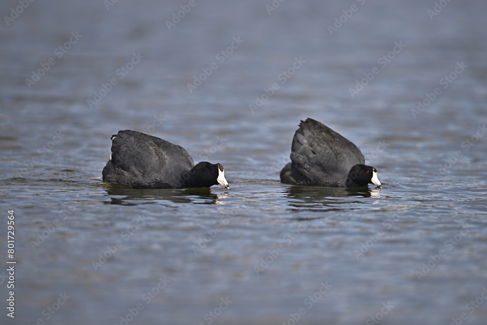 AMERICAN COOT AMERICAN COOT