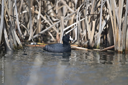 AMERICAN COOT photo