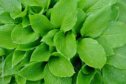 雨に濡れたギボウシ