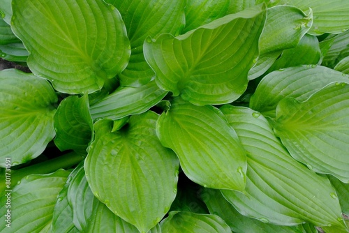 ギボウシの若葉