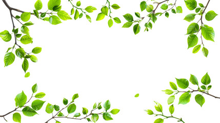 branch leaves or green leaf