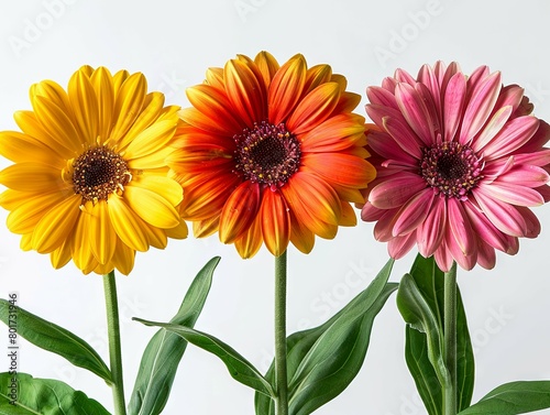 Colorful gerbera daisies in full bloom - A stunning arrangement of yellow  orange  and pink Gerbera daisies  with lush green leaves  radiating joy and liveliness on a white backdrop