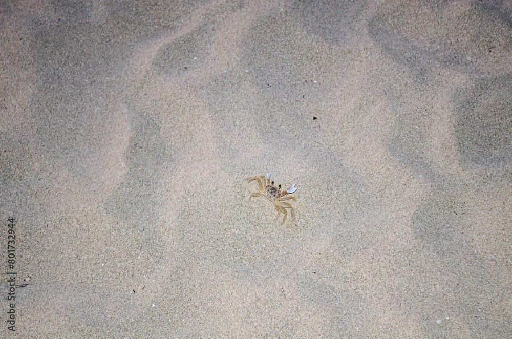 crab on the beach crab on the beach